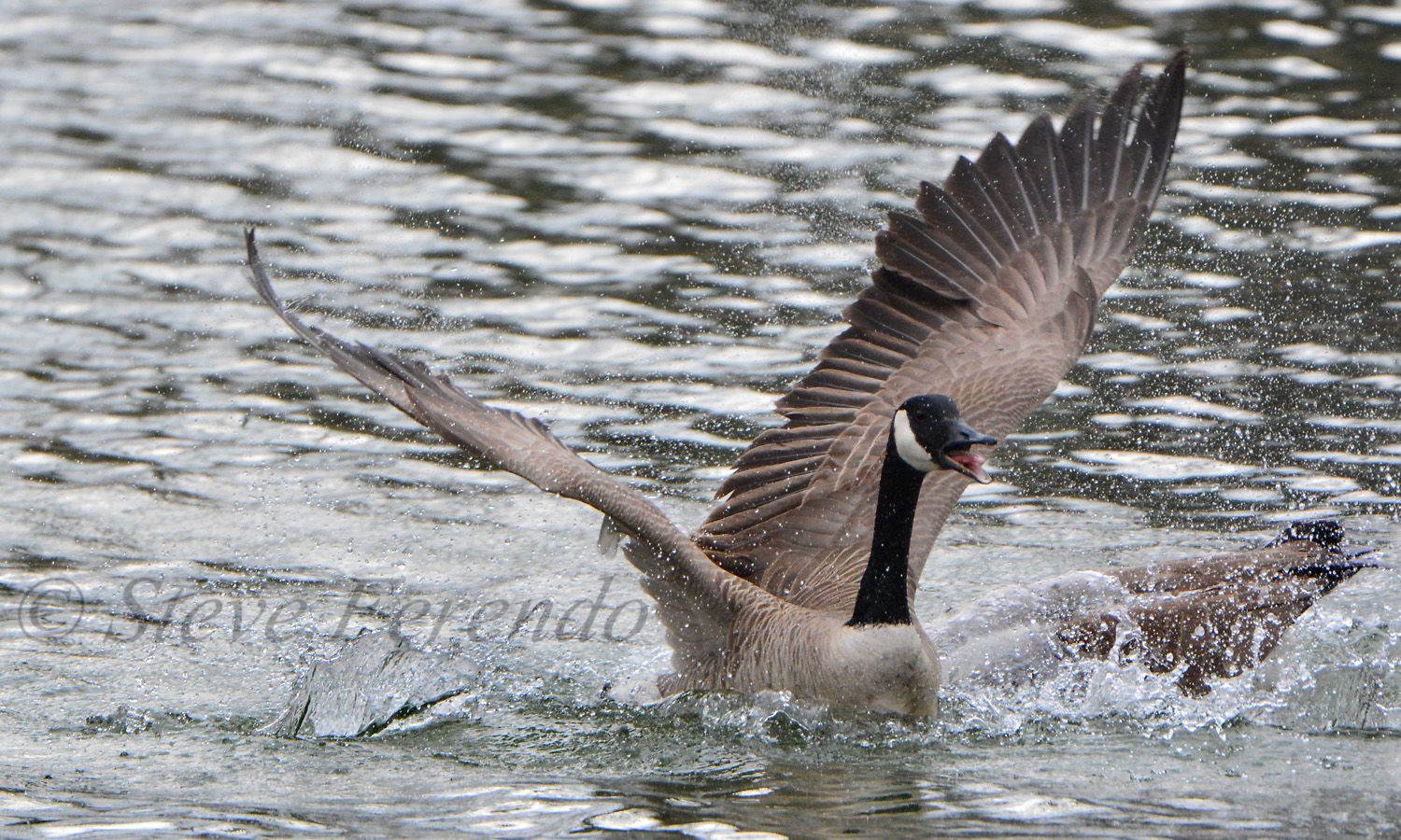 "Natural World" Through My Camera: Aggressive Canada Goose Gander